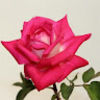 leah_ertel
